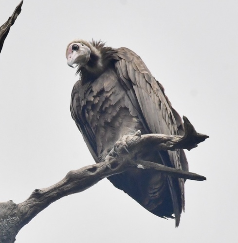 Hooded Vulture