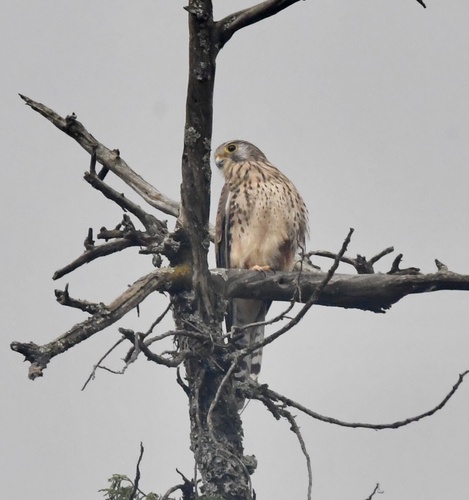 Eurasian Kestrel