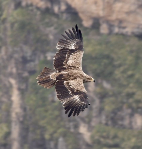 Tawny Eagle