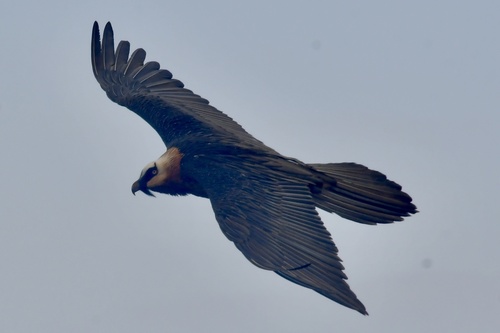 African Bearded Vulture