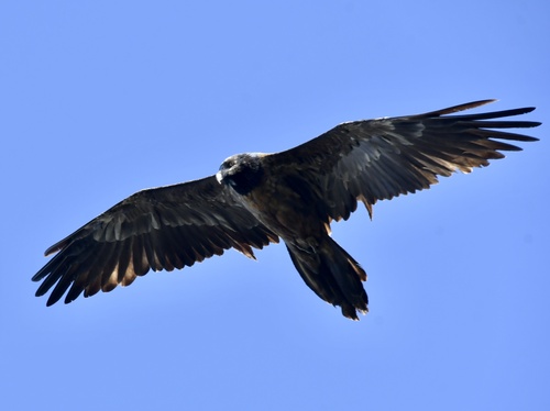 African Bearded Vulture