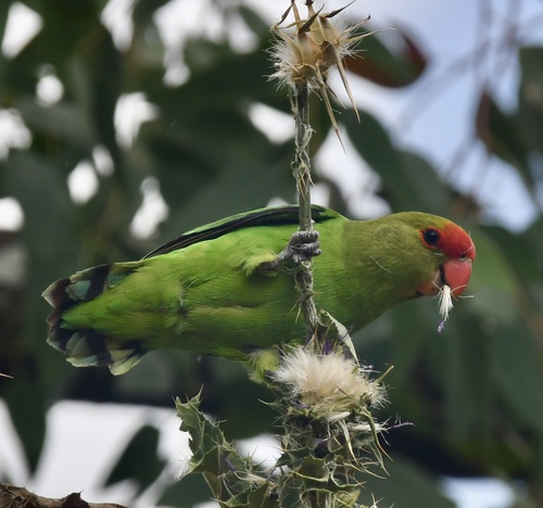 Black-winged Lovebird