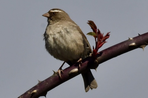 Brown-rumped Seedeater