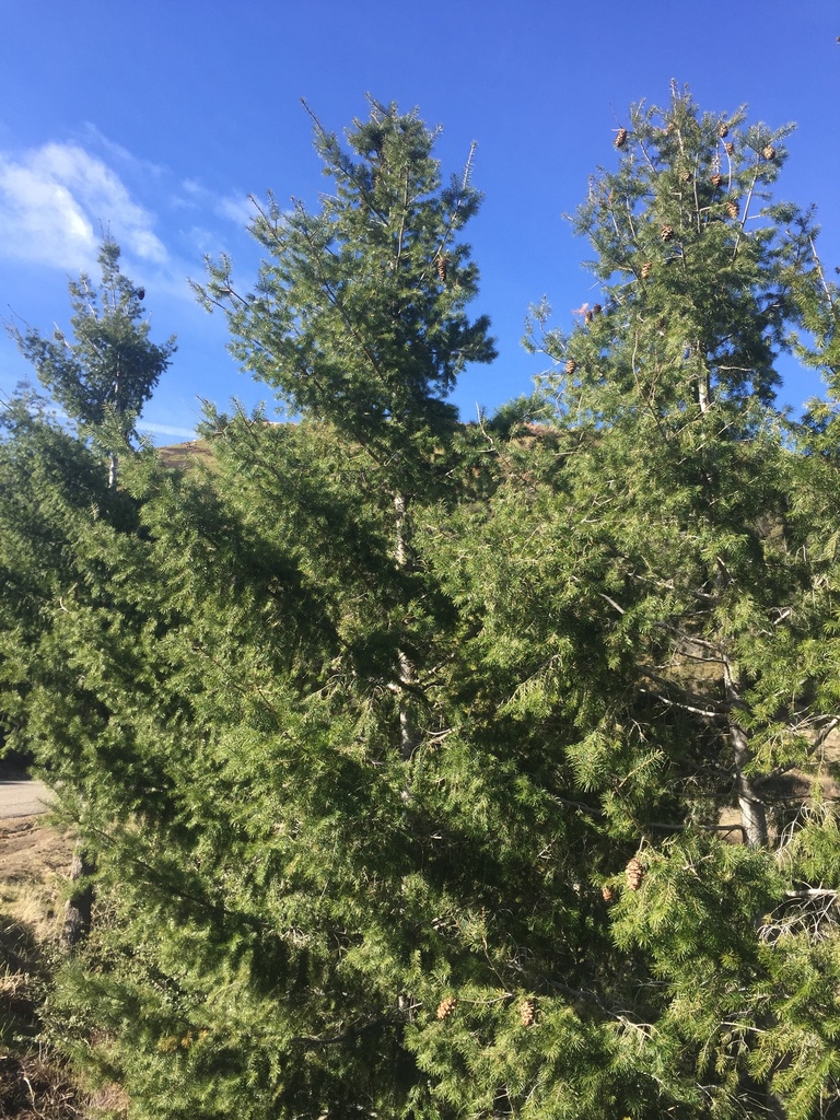 Bigcone Douglas-fir from Los Padres National Forest, Santa Barbara, CA ...