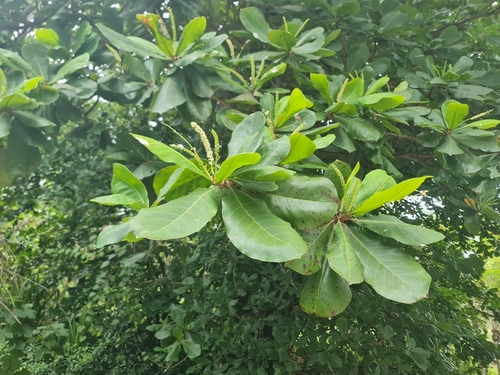 Sea Almond