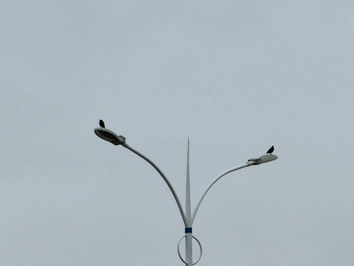 Crested Myna