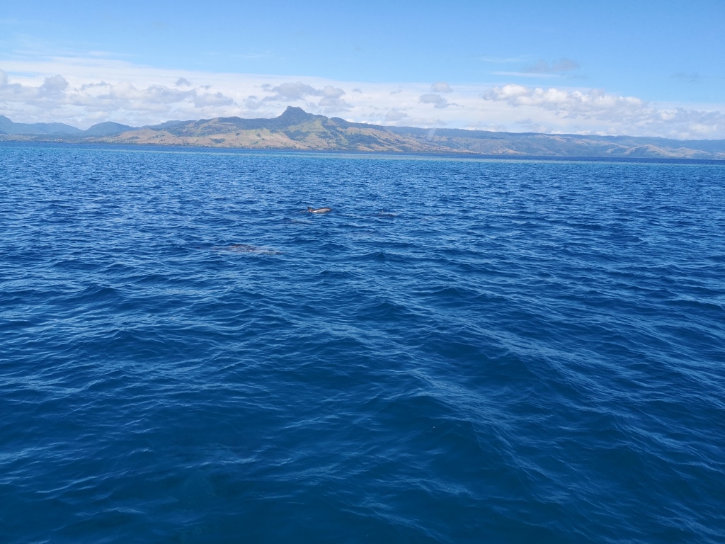 Spinner Dolphin