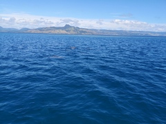Spinner Dolphin