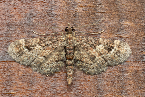 Gymnoscelis insulariata