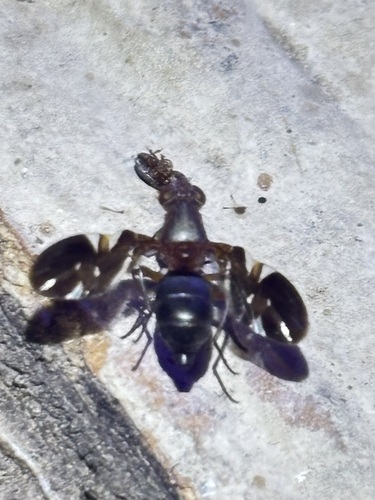 Unknown species found near Windsor Park, Austin, TX 78723, USA