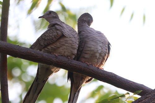 Inca Dove