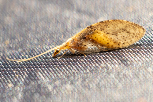 Hemerobius madeirae