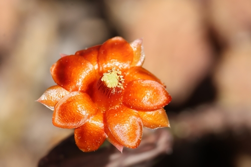 Tacinga subcylindrica