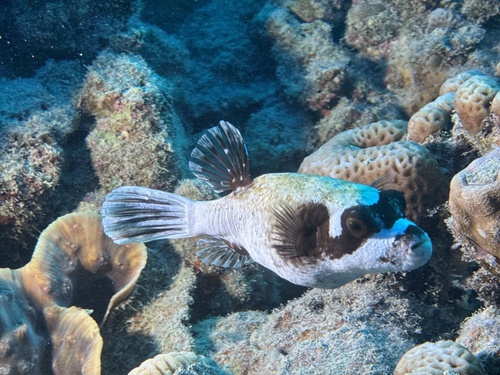 Masked Puffer — seen at this dive site