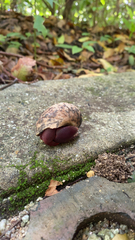 Caribbean Land Hermit Crab