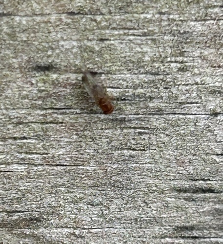 Unknown species found near E Schumacher St, Okawville, IL, US