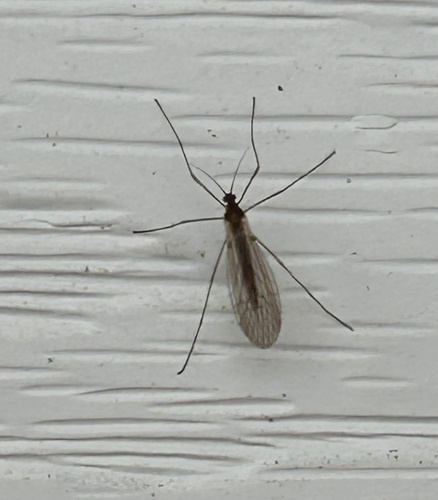 Unknown species found near E Schumacher St, Okawville, IL, US