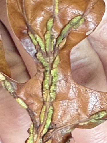Unknown species found near Heritage Way, Allen, TX, US
