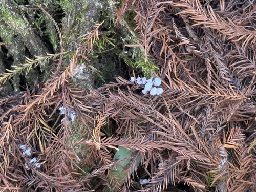 Unknown species found near Corkscrew Swamp Sanctuary Trail, Naples, FL, US