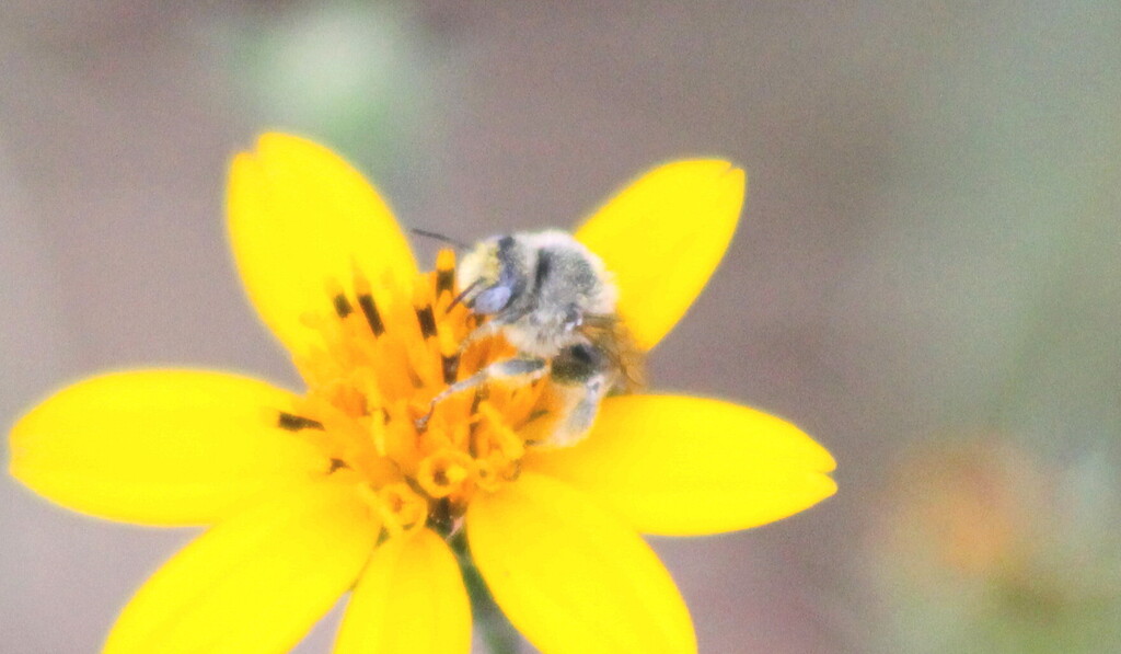 Globe Mallow Bee from Nuevo Centro Metropolitano de Saltillo, Saltillo ...