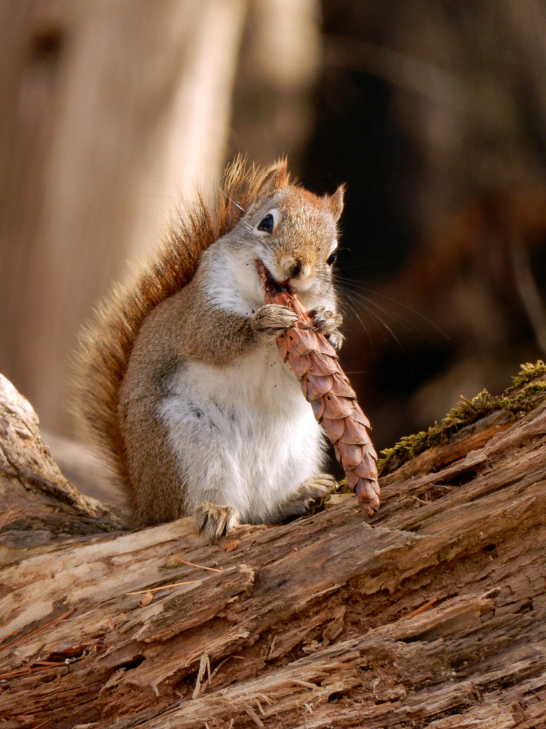 Southern Flying Squirrel (Camera Trap Field Guide) · iNaturalist