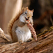 Pine Squirrels - Photo (c) Greg Shchepanek, all rights reserved