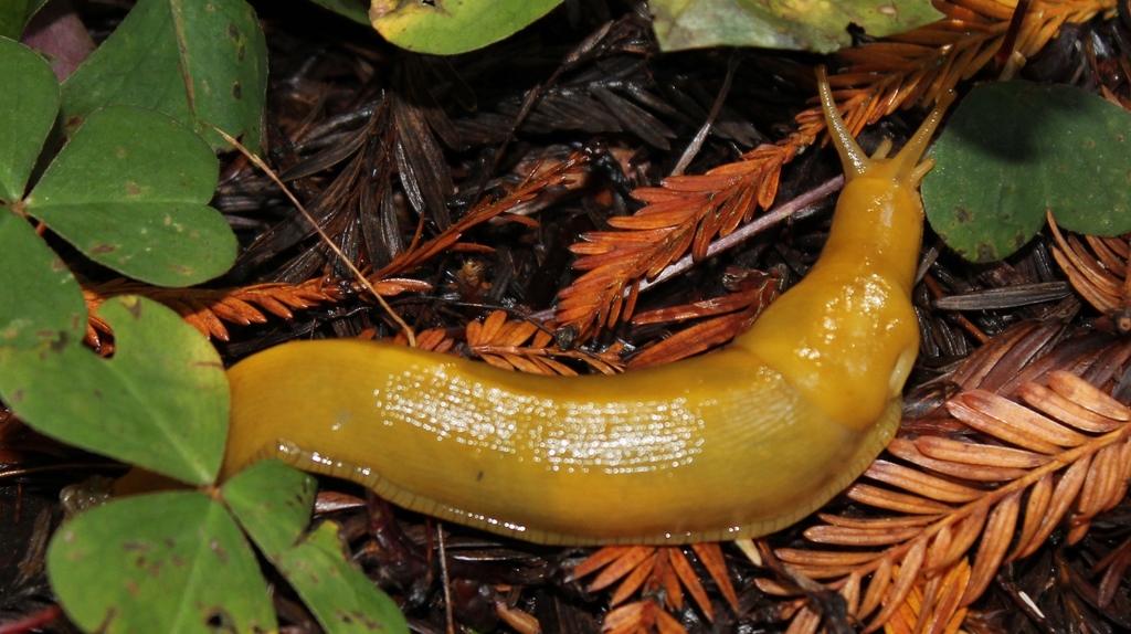 Pacific Banana Slug from Florence Keller County Park on October 11 ...