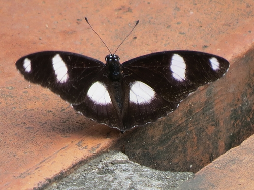 Danaid Eggfly