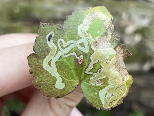 Unknown species found near Piedmont Trail, Greensboro, NC, US