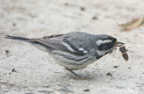 Black-throated Gray Warbler