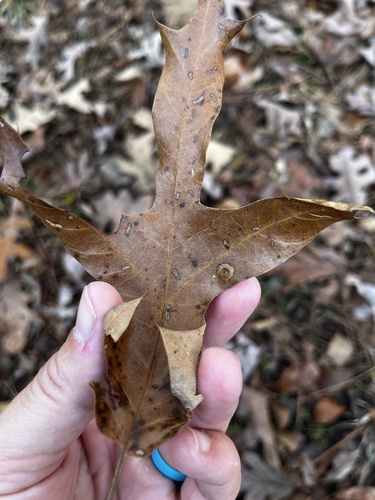 Unknown species found near Kings Valley Dr NE, Roswell, GA, US