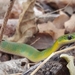 Crown Ground Snake - Photo (c) José Vinícius A. de Medeiros, all rights reserved