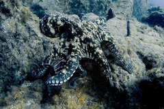 Common octopus