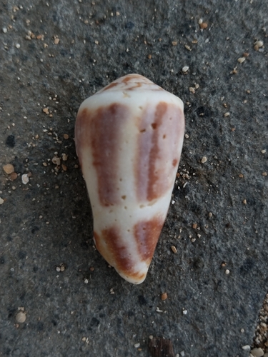 Conus epistomium