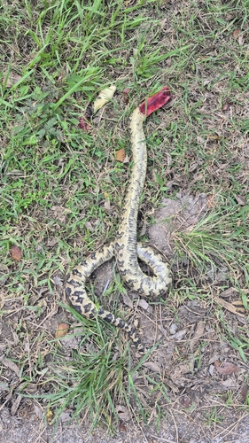 Cuban Tree Boa