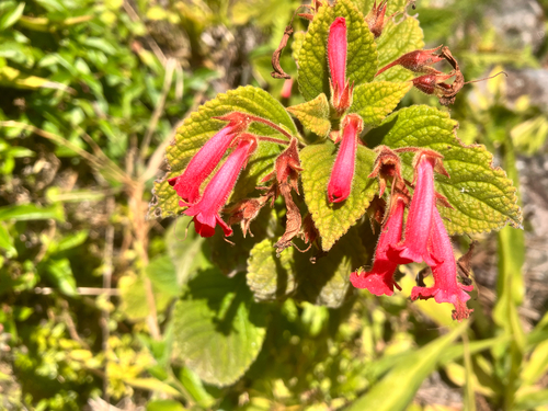 Heppiella viscida