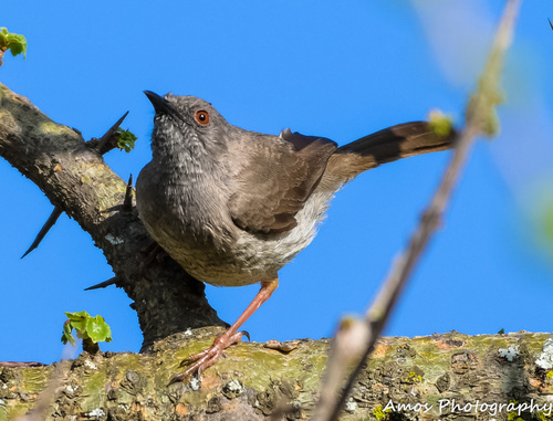 Miombo Wren-Warbler