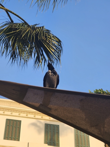 Hooded Crow