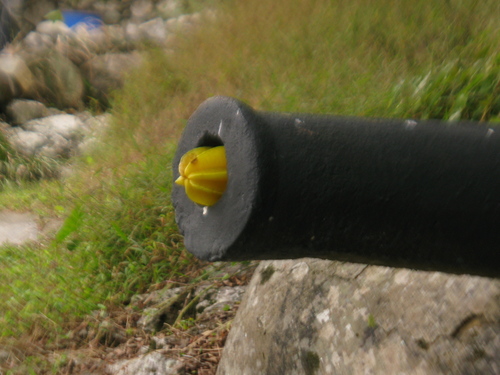 Averrhoa carambola - Whole tree