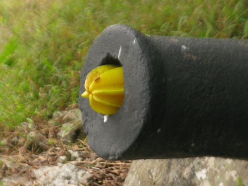 Averrhoa carambola - Flowers