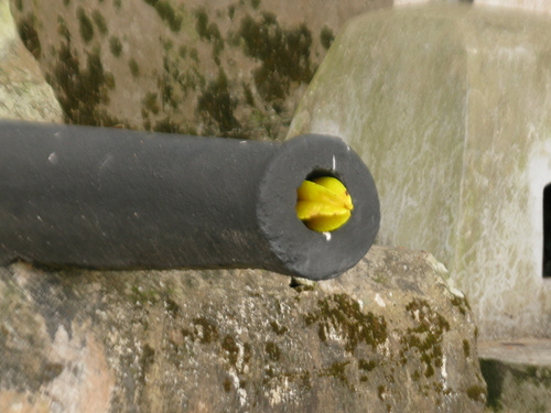 Averrhoa carambola - Fruit