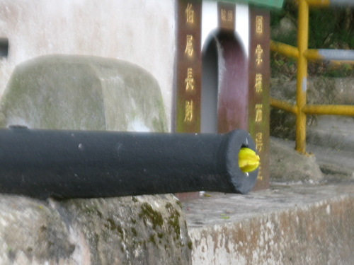 Averrhoa carambola - Leaves