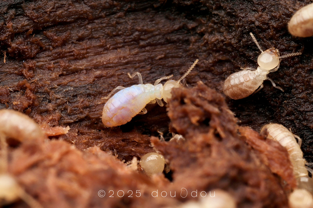 Ire Insect invertebrate iridoviruses from 中国江苏省镇江市句容市宝华山 on January 16, 2021 at 03 ...