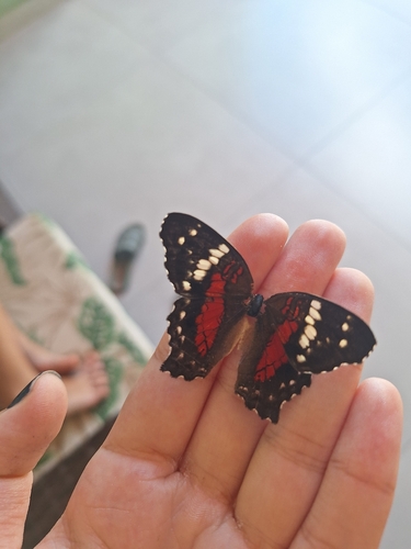 Red Peacock
