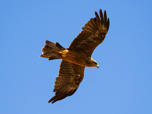 Black Kite