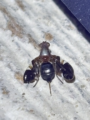 Unknown species found near Windsor Park, Austin, TX 78723, USA