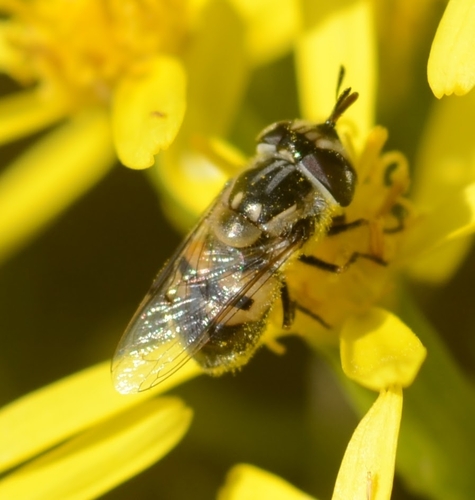 Unknown species found near New Mexico, US