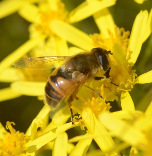 Unknown species found near New Mexico, US