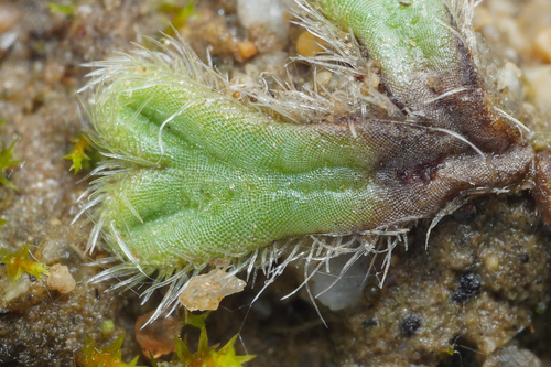 Riccia ciliata