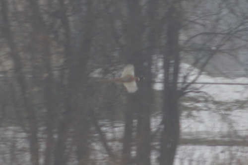 Ring-necked Pheasant